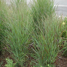 Shenandoah Reed Switch Grass #1.5 gallon pot