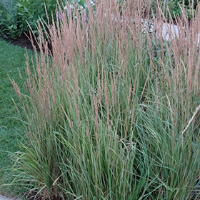 Variegated Reed Grass #1 gallon pot