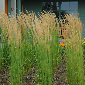 Karl Foerster Reed Grass #1 gallon pot