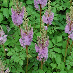 Dwarf Chinese Astilbe #1.5 gallon pot