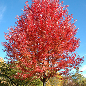 Autumn Blaze Maple #30 gallon pot