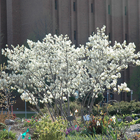 Autumn Brilliance Serviceberry #15 gallon pot