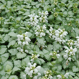 White Nancy Spotted Dead Nettle #1 gallon pot