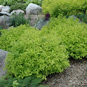 Goldmound Spirea #3 gallon pot