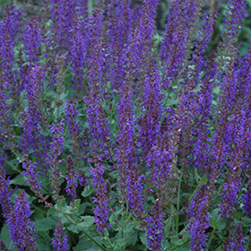 May Night Sage #1 gallon pot