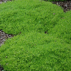 Irish Moss #1 gallon pot