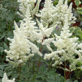 Bridal Veil Astilbe #1.5 gallon pot