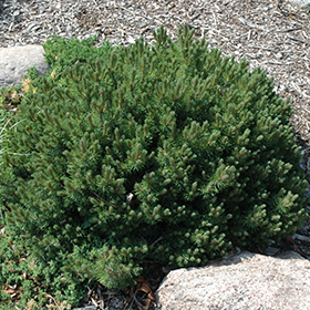 Valley Cushion Mugo Pine #3 gallon pot