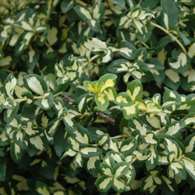 Moonshadow Wintercreeper #1 gallon pot