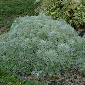 Silver Mound Artemesia #2 gallon pot