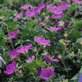 Max Frei Cranesbill #1 gallon pot