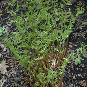 Marginal Wood Fern #1 gallon pot