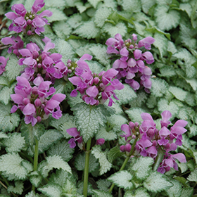 Orchid Frost Spotted Dead Nettle super 6-pack tray