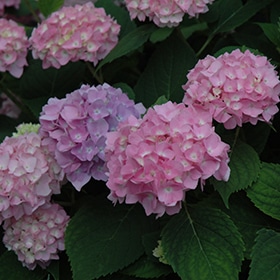 Endless Summer The Original Hydrangea #5 gallon pot - Endless Summer