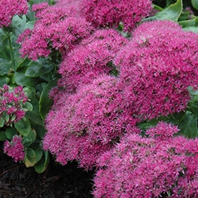 Neon Stonecrop #1 gallon pot