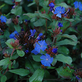 Plumbago #1 gallon pot