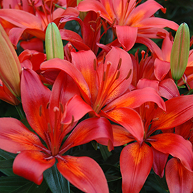 Matrix Lily 4.25"/quart pot