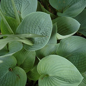 Hadspen Blue Hosta #1.5 gallon pot