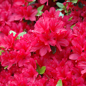 Hino Crimson Azalea #3 gallon pot