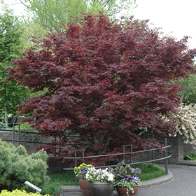 Bloodgood Japanese Maple #3 gallon pot