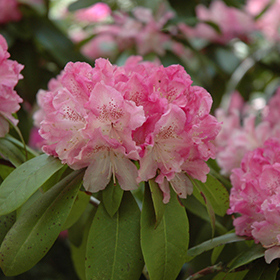 Holden Rhododendron #1 gallon pot