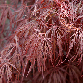 Crimson Queen Japanese Maple #15 gallon pot