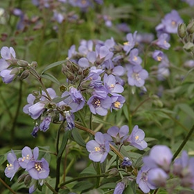 Heaven Scent Jacob's Ladder #1 gallon pot