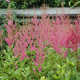 Visions in Pink Chinese Astilbe #2 gallon pot