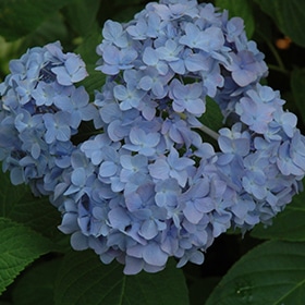 Nikko Blue Hydrangea #3 gallon pot