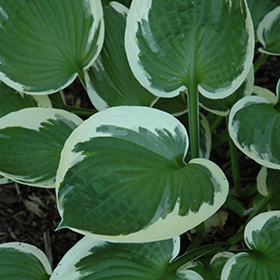 Minuteman Hosta #2 gallon pot
