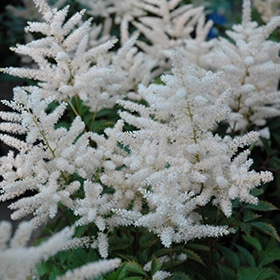 Deutschland Astilbe #1.5 gallon pot