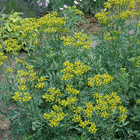 Common Rue 4.25"/quart pot - Caterpillar Candy