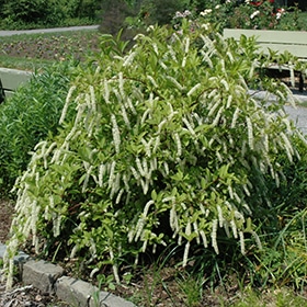 Little Henry Virginia Sweetspire #3 gallon pot - Proven Winners