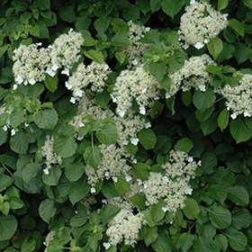 Climbing Hydrangea #3 gallon pot