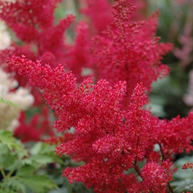 Montgomery Japanese Astilbe #1.5 gallon pot