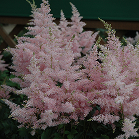 Younique Silvery Pink Astilbe #1 gallon pot