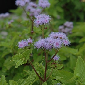 Blue Mistflower #1.5 gallon pot
