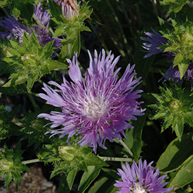 Peachie's Pick Aster #1 gallon pot