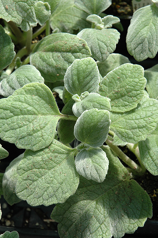 Nicoletta Swedish Ivy