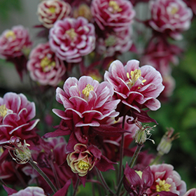 Winky Double Red And White Columbine 4.25"/quart pot