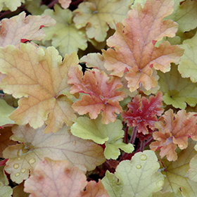 Marmalade Coral Bells #2 gallon pot