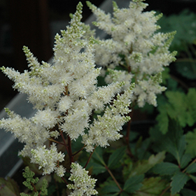 Younique White Astilbe #1 gallon pot