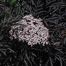 Black Lace Elder #3 gallon pot - Proven Winners