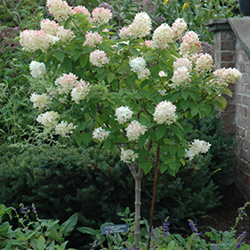 Limelight Hydrangea (tree form) #10 gallon pot - Treeform - Proven Winners