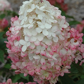 Vanilla Strawberry Hydrangea #5 gallon pot