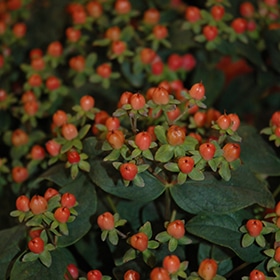 First Editions Red Star St. John's Wort #3 gallon pot