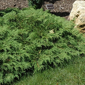 Russian Cypress #2 gallon pot - 8-10" spread