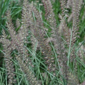 Karley Rose Oriental Fountain Grass #2 gallon pot