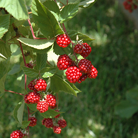Heritage Raspberry #3 gallon pot