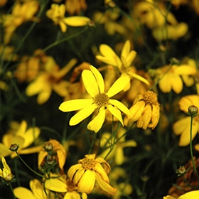 Electric Avenue Tickseed #1 gallon pot
